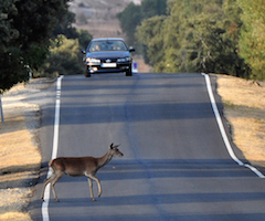 El Gobierno de Navarra ya no paga por los daños en accidentes de tráfico con animales de caza